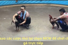 Trang các cược hàng đầu MCW với chọi gà trực tiếp hấp dẫn