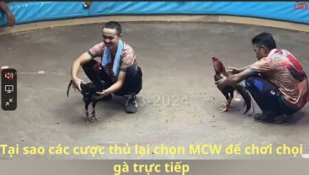 Trang các cược hàng đầu MCW với chọi gà trực tiếp hấp dẫn